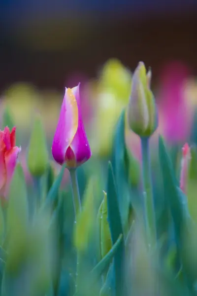 Tulpen Nahaufnahme