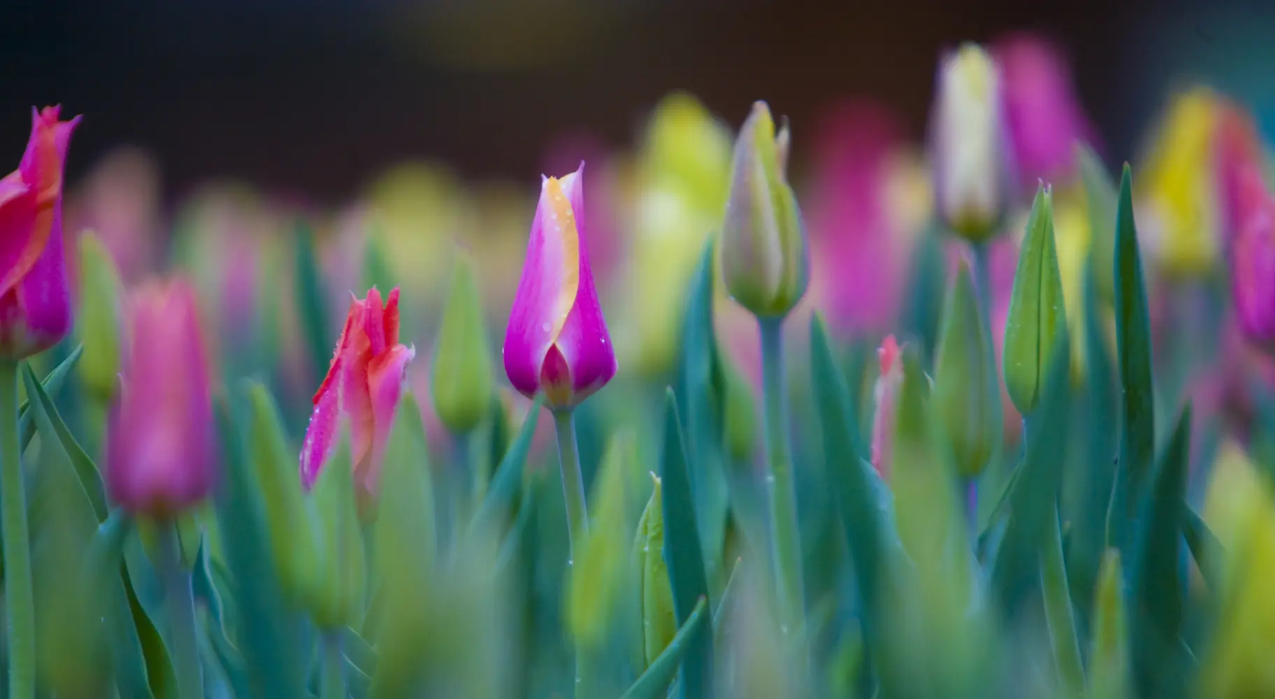 Tulpen Nahaufnahme