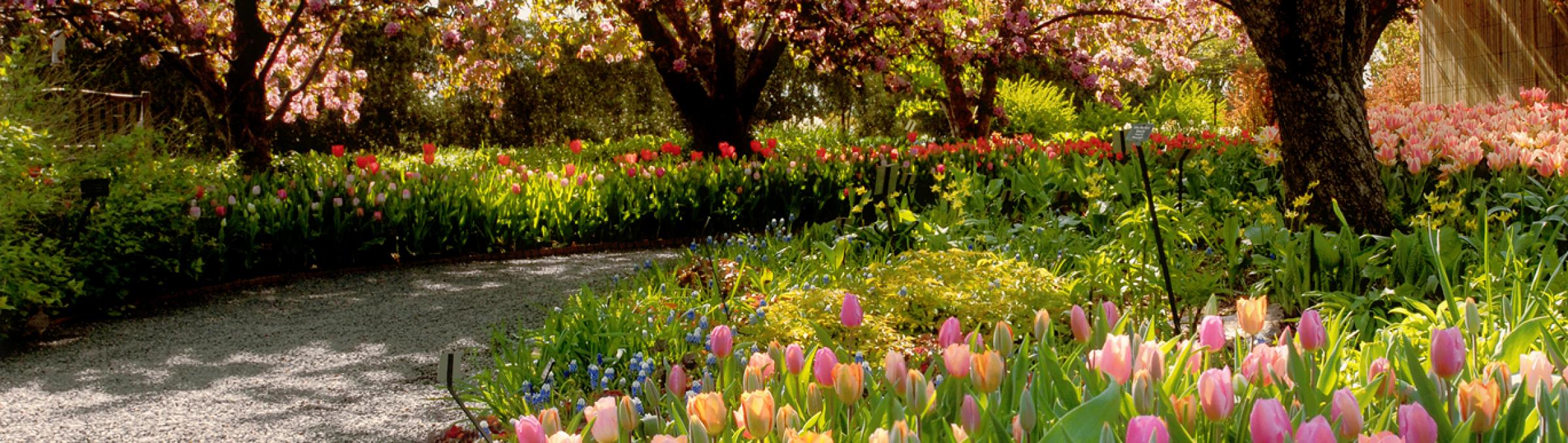 Tulpen im Park