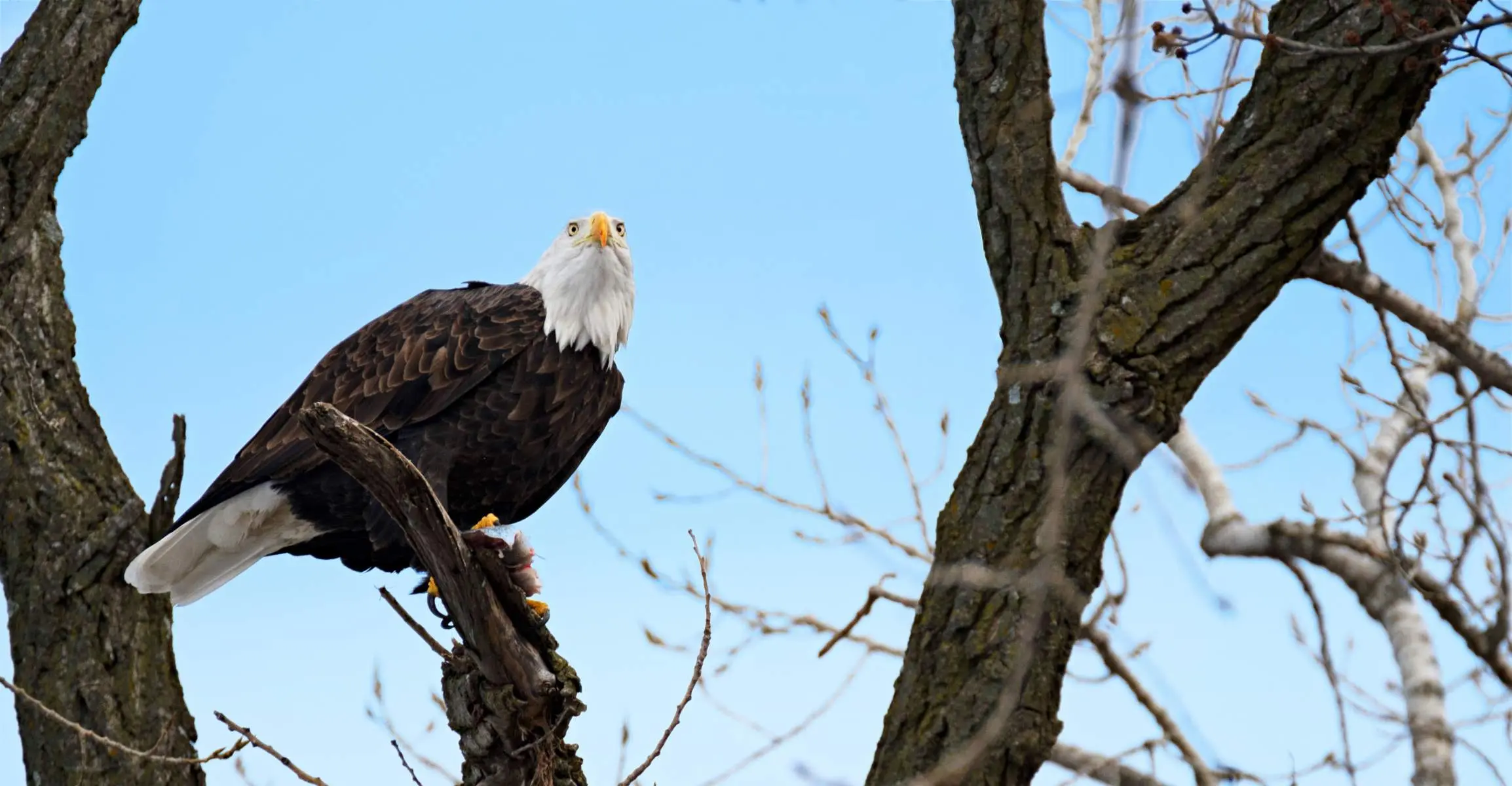 Weißkopfseeadler auf einem Baum im Winter