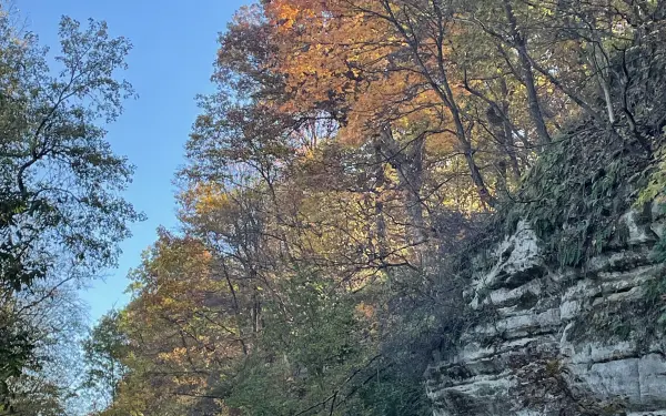 Laub in einem Staatspark