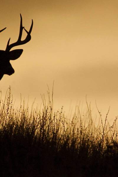 Ein Hirsch in Silhouette auf einer Kammlinie