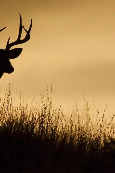 Ein Hirsch in Silhouette auf einer Kammlinie