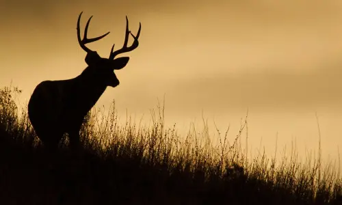 Ein Hirsch in Silhouette auf einer Kammlinie