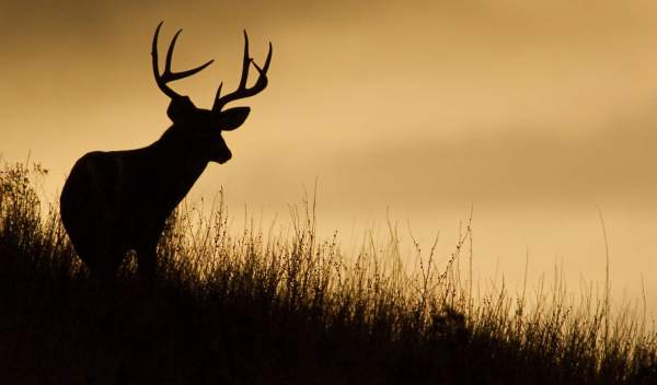 Ein Hirsch in Silhouette auf einer Kammlinie