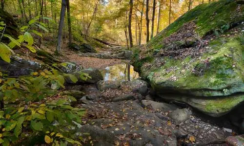 Wald mit moosbewachsenen Felsen.