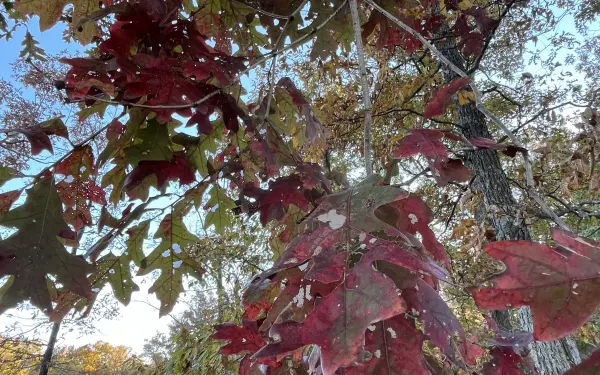 Laubwechsel in einem Staatspark