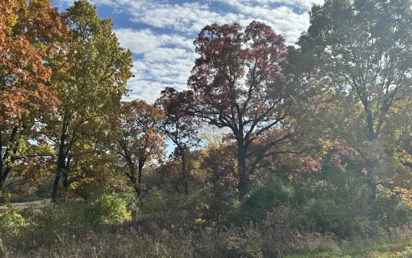 Herbstlaub in einem Staatspark