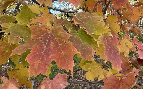 Laubwechsel in einem Staatspark