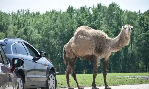 Ein Auto und ein Kamel