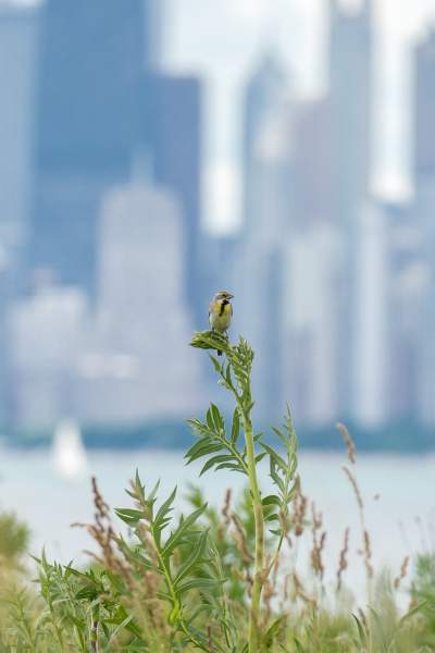 Ein Vogel auf einer Pflanze mit Gebäuden im fernen Hintergrund