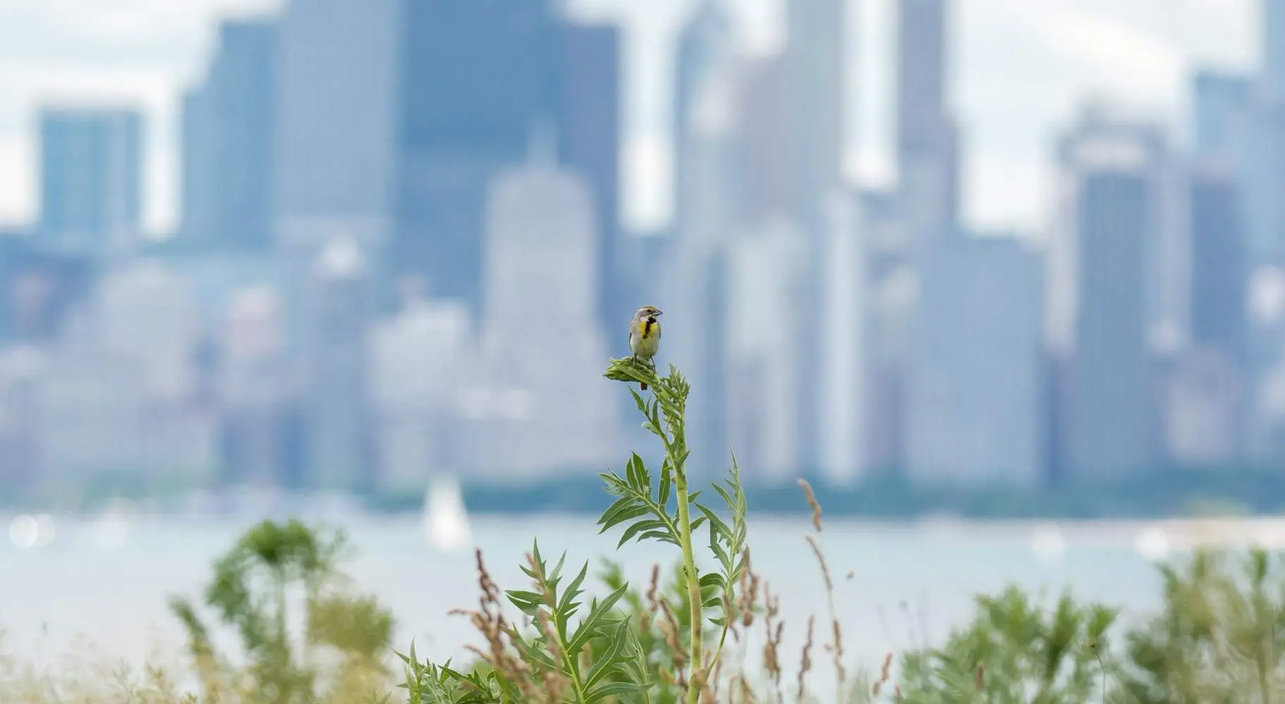 Ein Vogel auf einer Pflanze mit Gebäuden im fernen Hintergrund