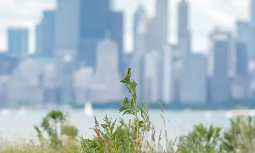 Ein Vogel auf einer Pflanze mit Gebäuden im fernen Hintergrund