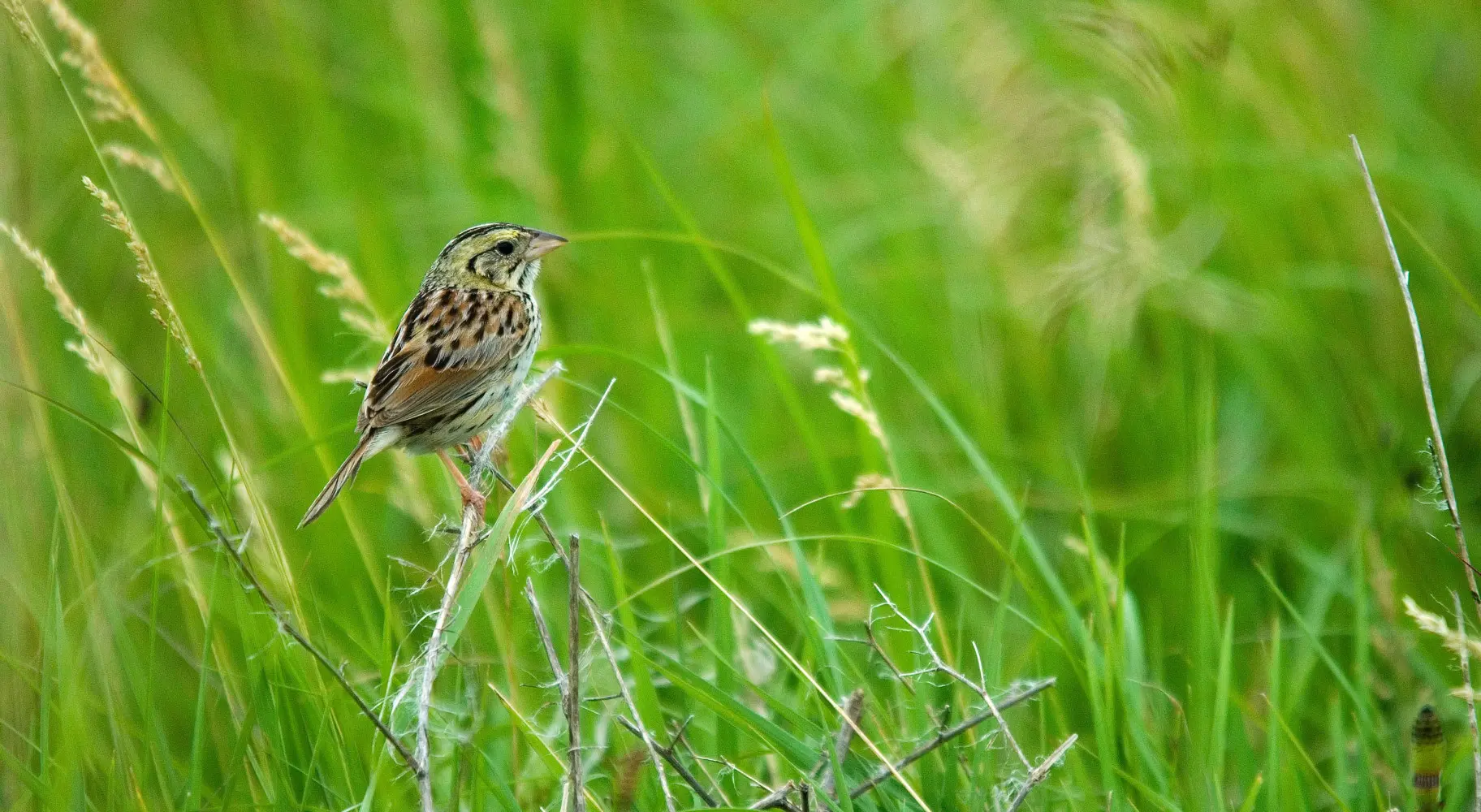 Vogel stehend auf Gras
