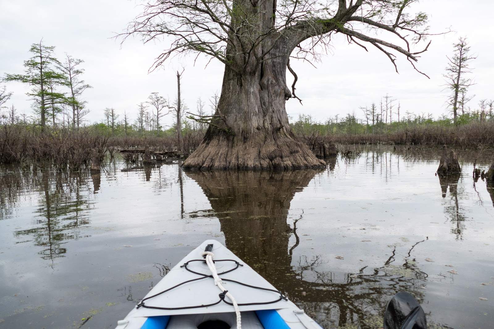 Das Vorderteil eines Kanus, das sich einem Baum in den Cache River Wetlands nähert