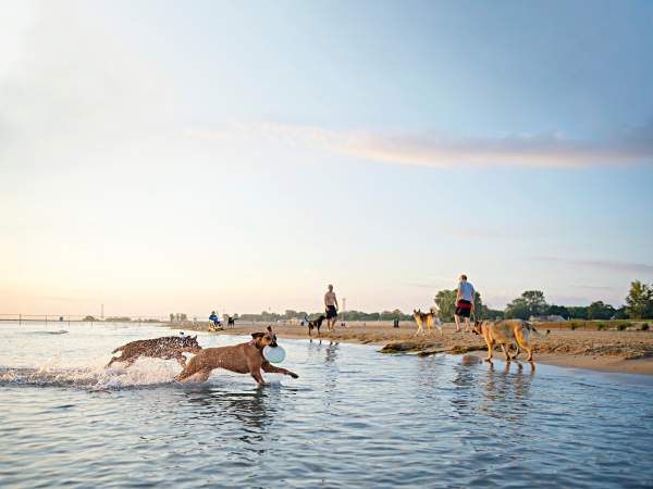 Hunde, die frühmorgens am Strand eines Sees im flachen Wasser laufen