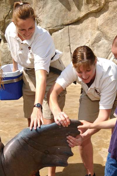 Familie trifft ein Walross im Brookfield Zoo, Illinois