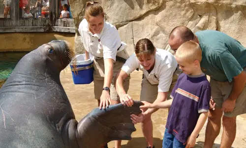 Familie trifft ein Walross im Brookfield Zoo, Illinois