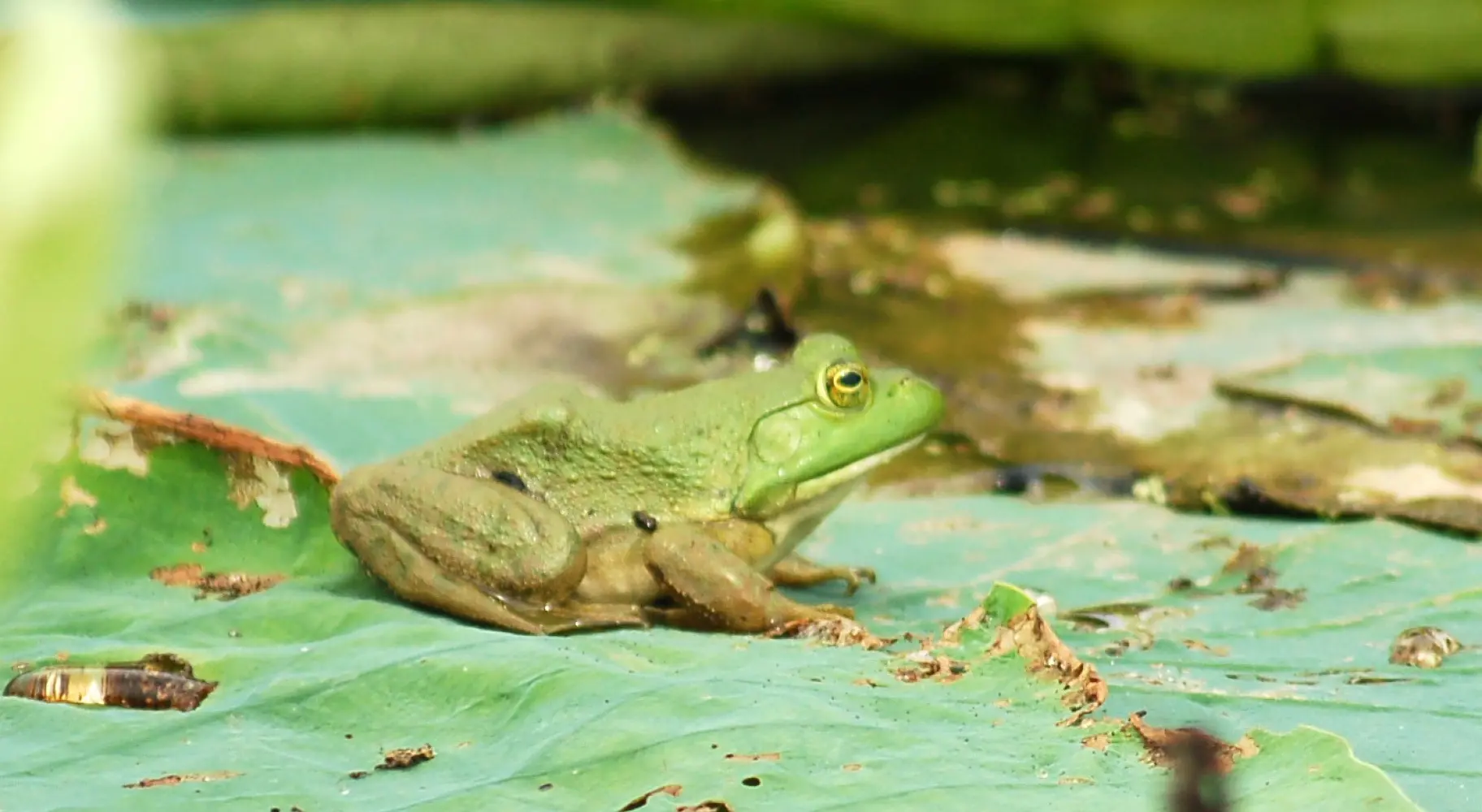 Frosch auf einem Blatt