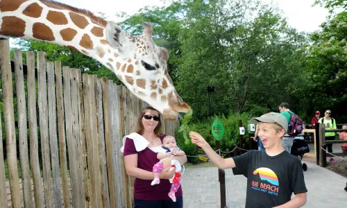 Eine Giraffe frisst ein Blatt aus der Hand eines Jungen