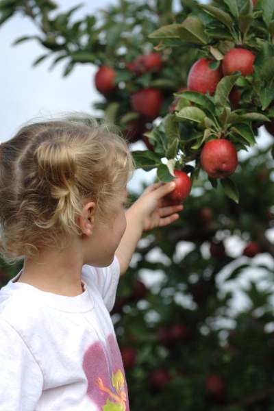 Kleines Mädchen pflückt Äpfel.