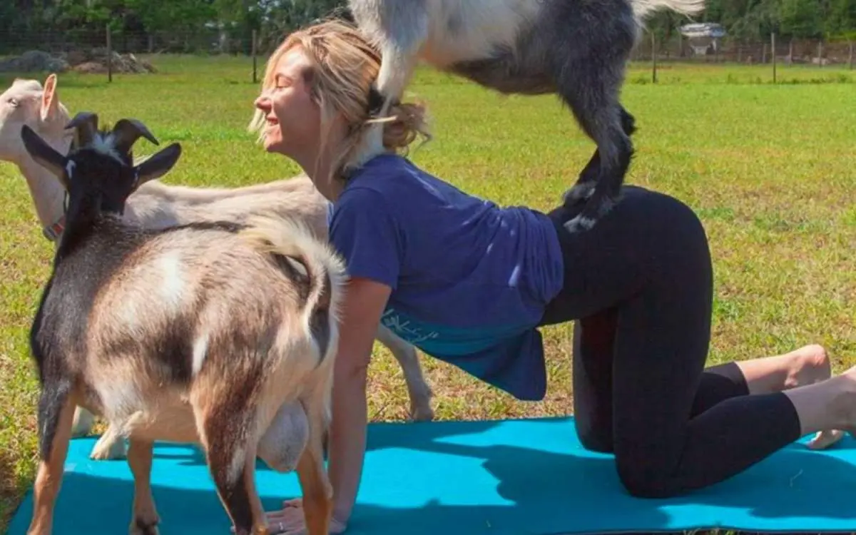 Eine Frau, die eine Yogastellung mit einer Ziege auf ihrem Rücken einnimmt