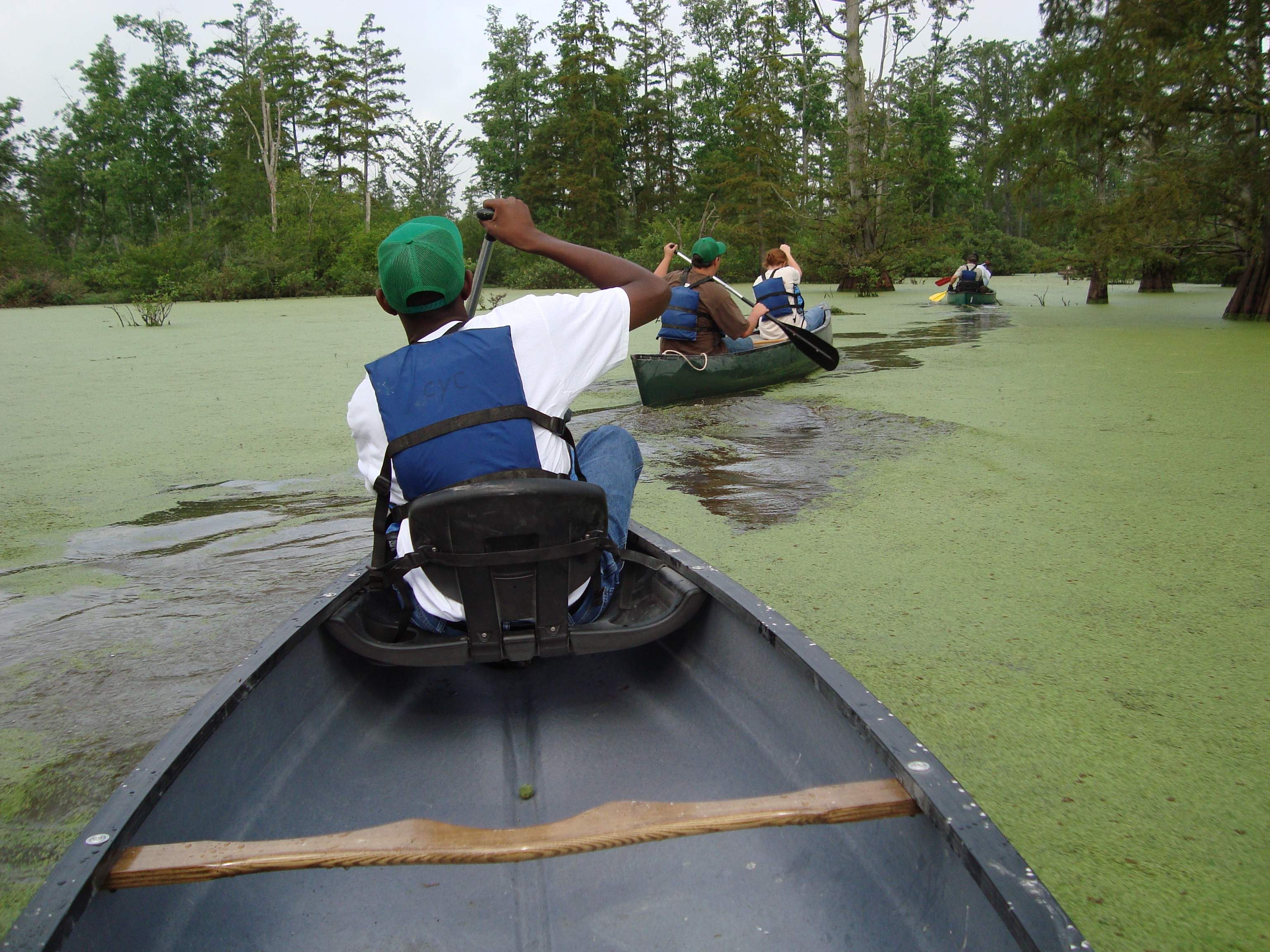 Drei Kanus fahren durch das Wasser in den Cache River Wetlands