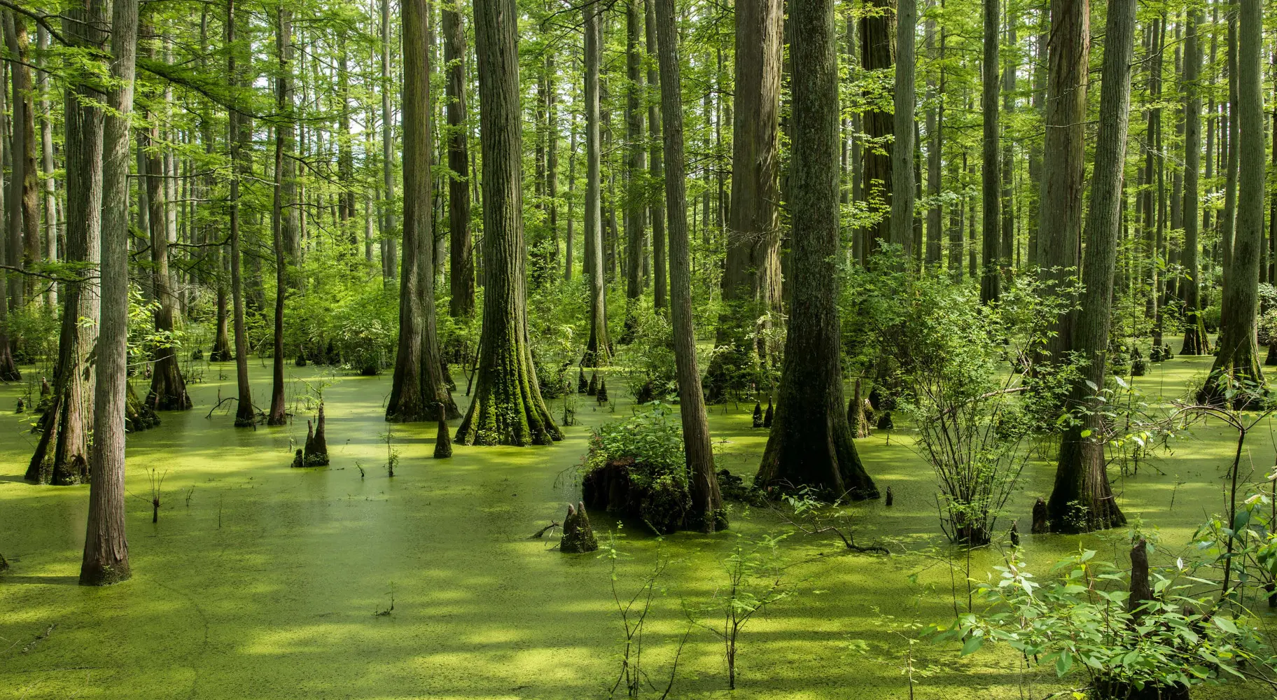 Ein Teich mit hohen Bäumen