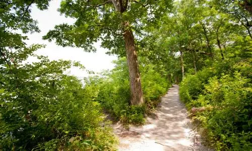 Ein Pfad durch die Bäume