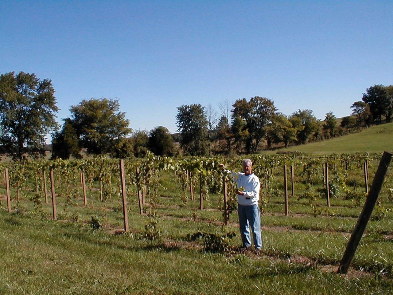 Eine Person steht neben den Weinstöcken auf dem Cache River Basin Vineyard & Winery