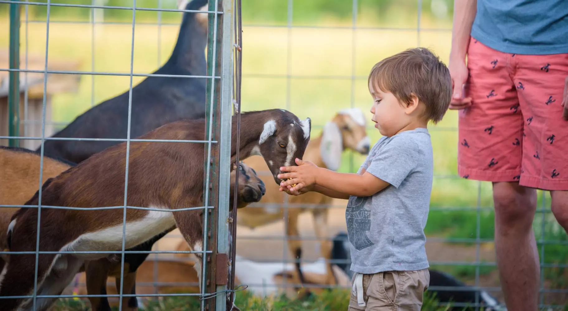 Ein Kleinkind streichelt eine Babyziege auf der Prairie Fruits Farm and Creamery.