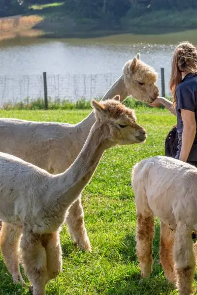 Alpakas vor dem See auf der Rolling Oak Alpaca Ranch.