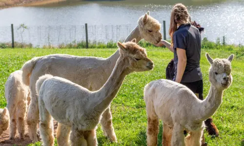 Alpakas vor dem See auf der Rolling Oak Alpaca Ranch.