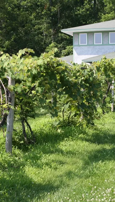 Ein Weinberg mit einem Haus