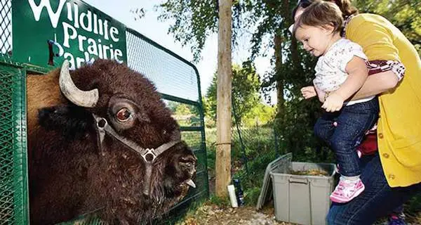 Wildtiere