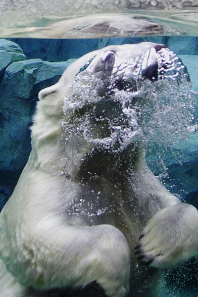 Eisbär im Wasser