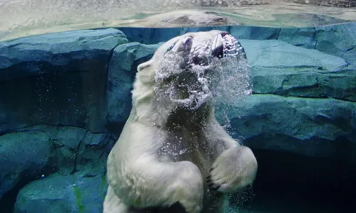 Eisbär im Wasser