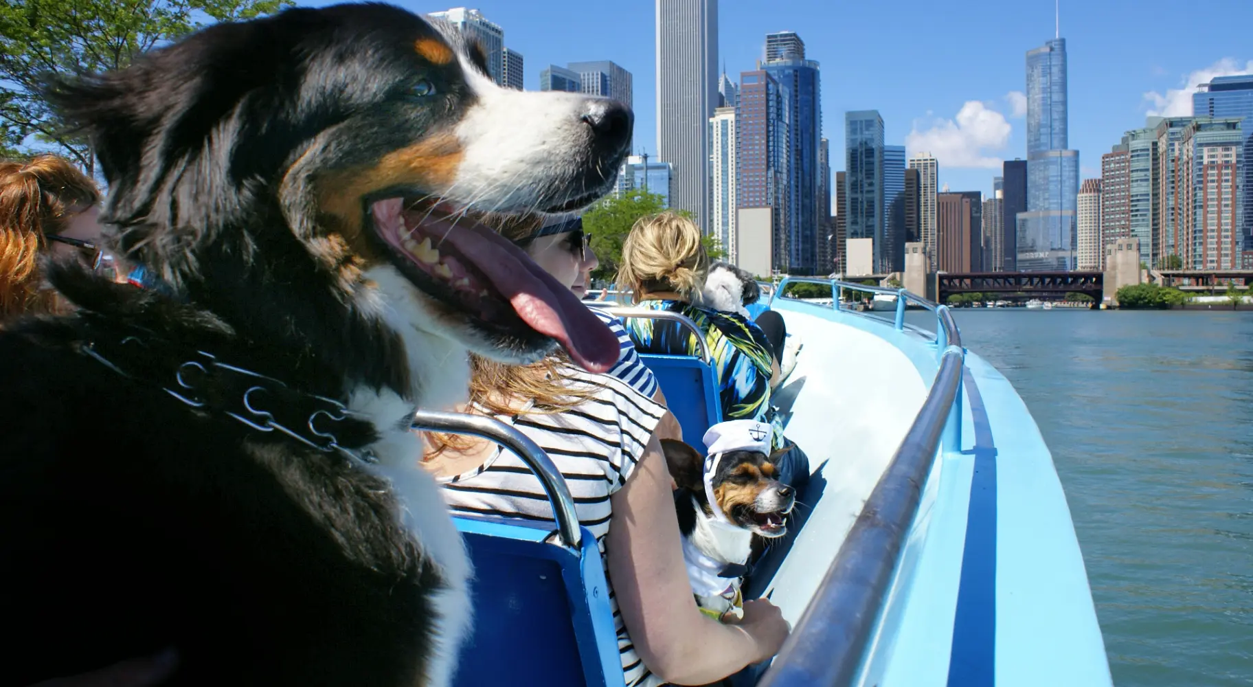 Hund auf einem Boot mit Skyline im Hintergrund