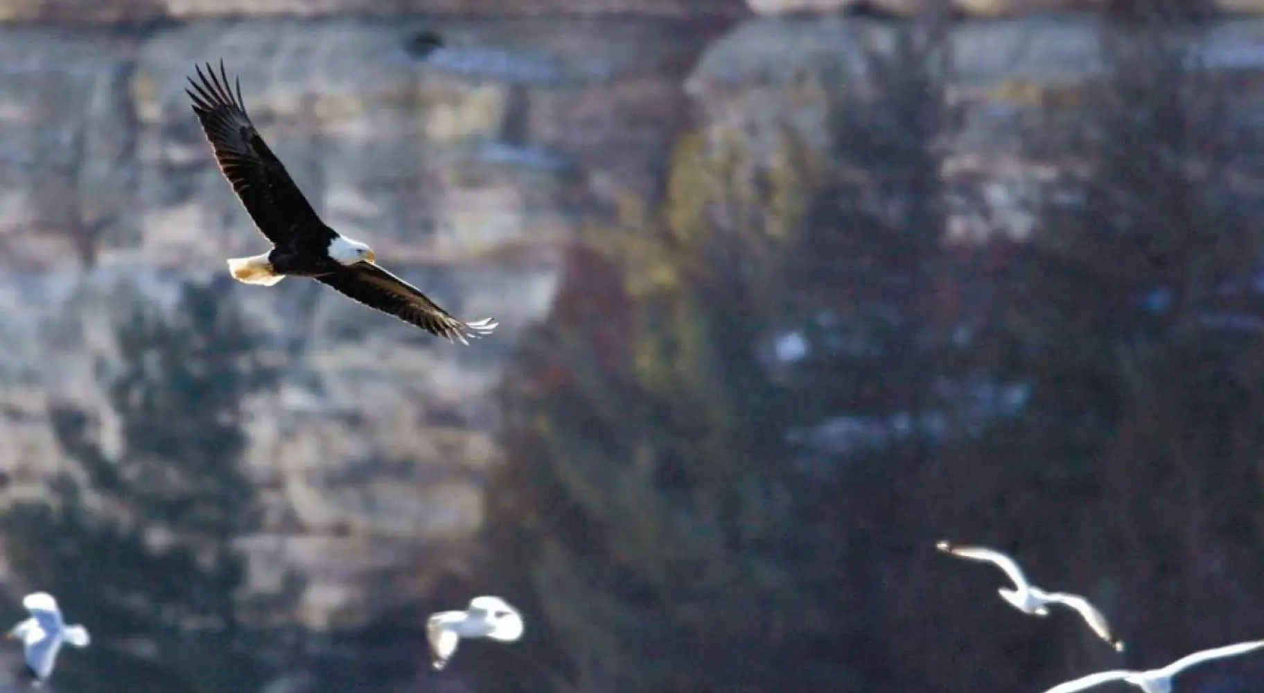 Ein Weißkopfseeadler fliegt mit Seemöwen im Hintergrund