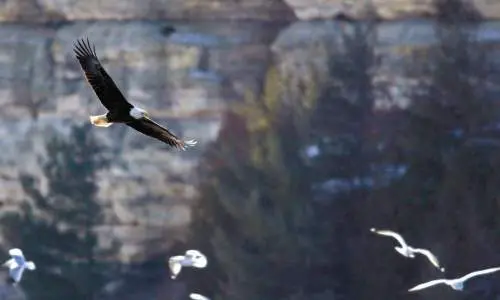 Ein Weißkopfseeadler fliegt mit Seemöwen im Hintergrund
