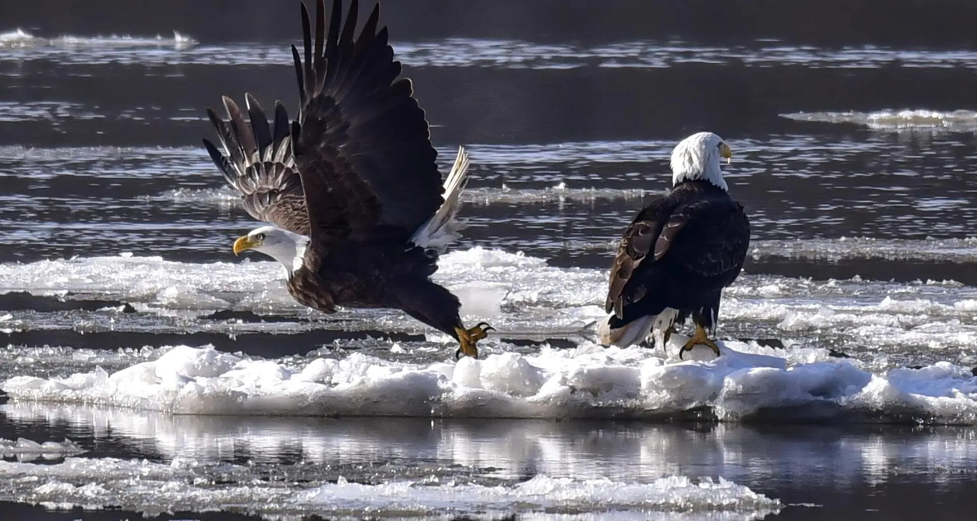Zwei Weißkopfseeadler auf Eis, die in einem Fluss treiben