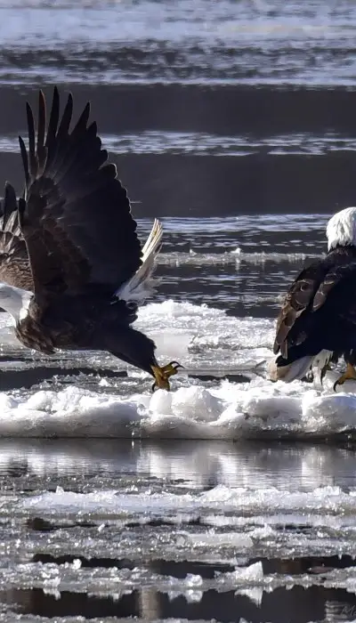 Zwei Weißkopfseeadler auf Eis, die in einem Fluss treiben