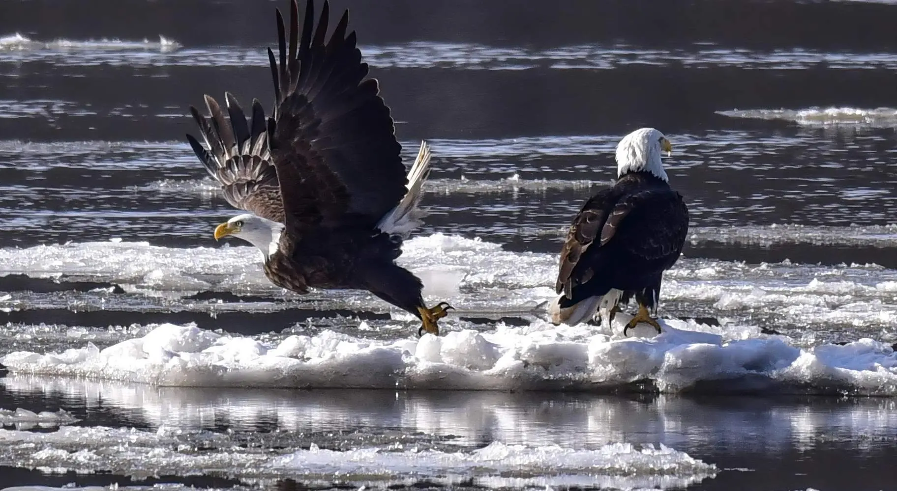 Zwei Weißkopfseeadler auf Eis, das in einem Fluss treibt