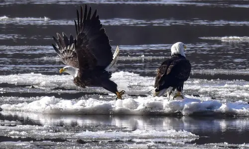 Zwei Weißkopfseeadler auf Eis, die in einem Fluss treiben