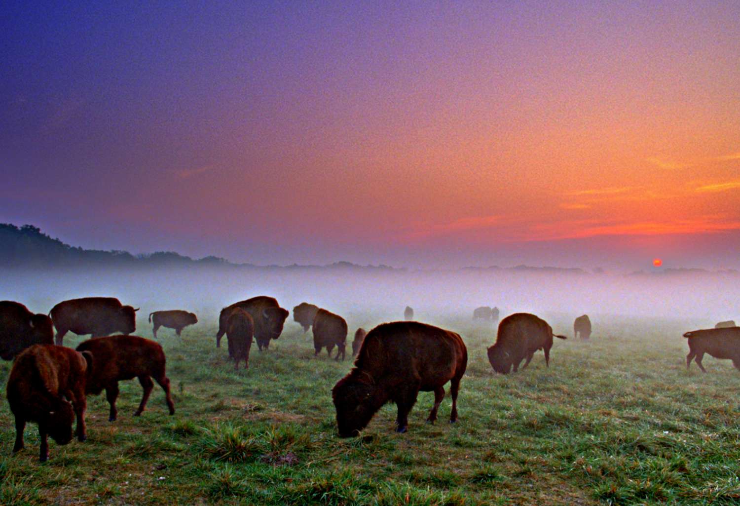 Büffel grasen bei Sonnenuntergang im Wildlife Prairie Park