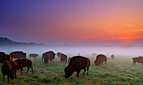 Büffel grasen bei Sonnenuntergang im Wildlife Prairie Park