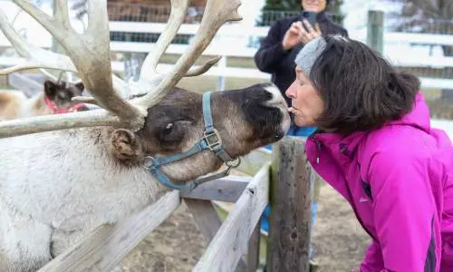 Champaign Hardys Reindeer Ranch Kiss