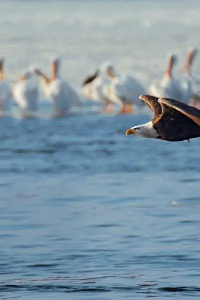 Weißkopfseeadler fliegend