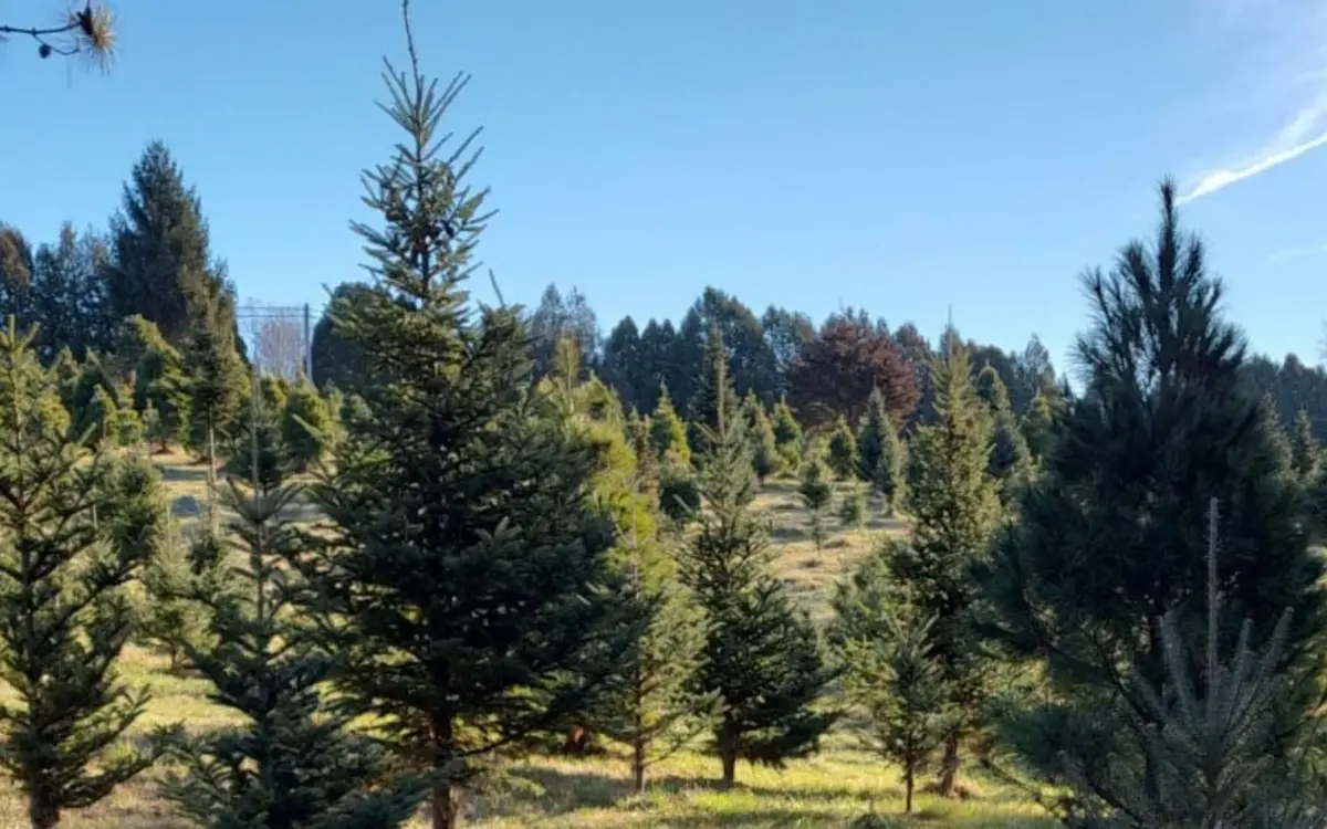 Weihnachtsbaum-Farm Ochs