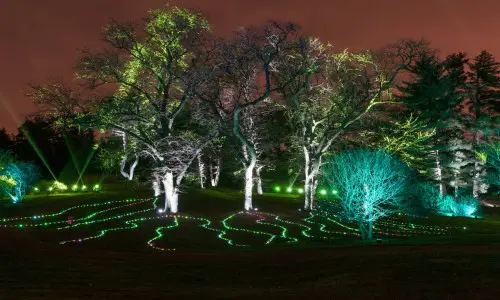 Lichter auf Gras und Bäumen
